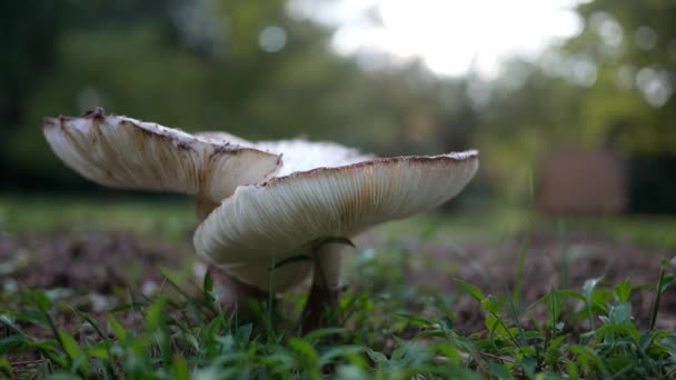 Macrolepiota Americana Een Gemeenschappelijk Gazon Paddenstoel Een Achtertuin Zonnestralen — Stockvideo