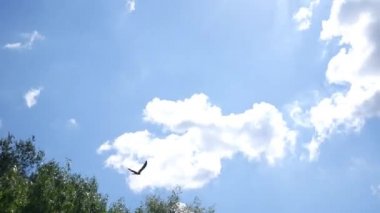 Çölde ölmek üzere olan bir hayvan çember Hawks
