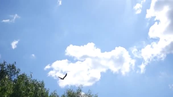 Falcões Circulando Animal Moribundo Deserto — Vídeo de Stock