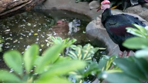 Rare Bird Relaxing Watering Area — Stock Video