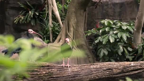 Panoramique Travers Les Mauvaises Herbes Regardant Les Oiseaux Rares — Video