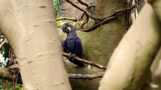 Un oiseau aras jacinthe dans un arbre dans la jungle 