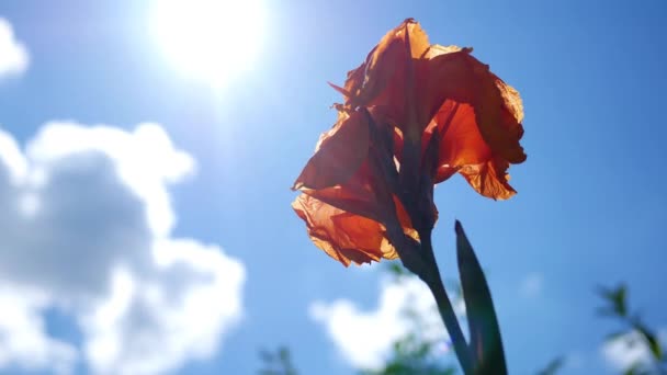 Eine Canna Blume Einem Klaren Himmel Hintergrund — Stockvideo