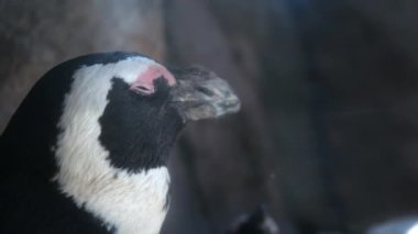 Kayalık fosillerini yakınındaki bir Afrika Penguin yakın çekim 