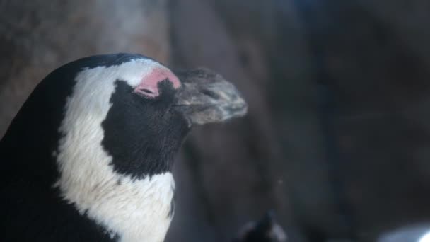 岩の露頭近くアフリカ ペンギンのクローズ アップ — ストック動画