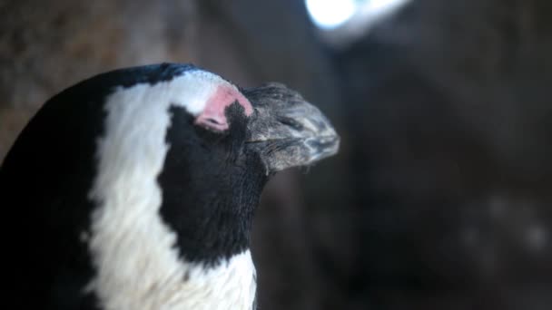 Nahaufnahme Eines Afrikanischen Pinguins Der Nähe Eines Felsvorsprungs Alt — Stockvideo