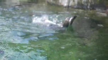 Bir çift Alt su birikintisi içinde yüzmeye Afrika penguenler