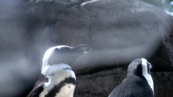 Par Pinguins Africanos Perto Afloramento Rochoso — Vídeo de Stock