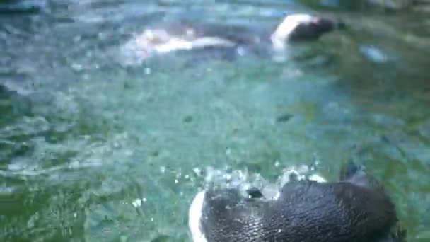 Pair African Penguins Swimming Pond — Stock Video