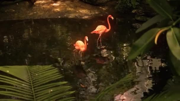 Een Paar Van Flamingo Rondlopen Jungle — Stockvideo