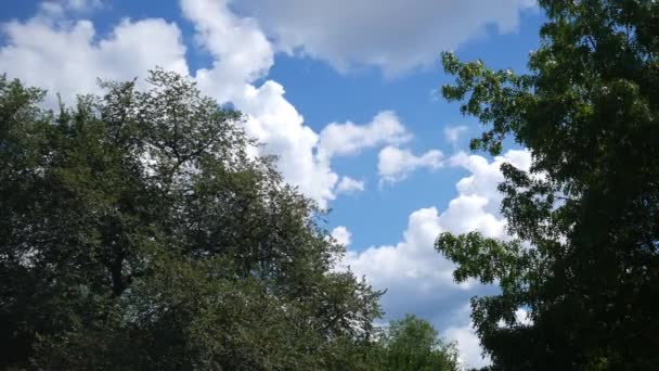 Wolken Langs Bomen Een Wildernis — Stockvideo