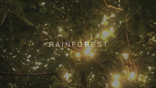 Sunshine Shining Jungle Canopy Rainforest Text — Stock Video