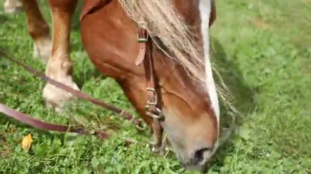 Handheld Shot Hungry Horse Eating Grass Ground Summer Day — Stock Video