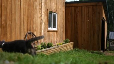 Çerçeve çalışan kedi ile ahşap bir ahırı kurulması bir atış