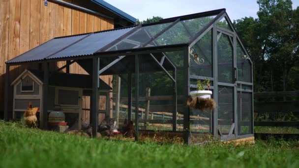 Ustanawiającego Strzał Kurniku Pobliżu Barn — Wideo stockowe