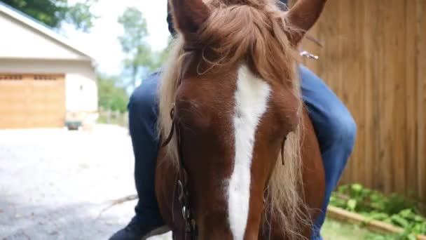 Close Cavalo Com Cavaleiro Nas Costas — Vídeo de Stock