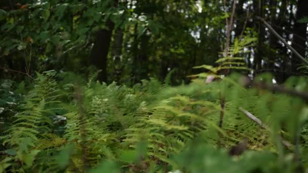 在宾夕法尼亚州的森林里 一小块生机勃勃的绿色蕨类植物在白天 — 图库视频影像