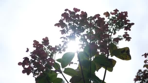 Ορτανσία Φυτό Πίσω Από Κινηματογραφική Φως Του Ήλιου — Αρχείο Βίντεο