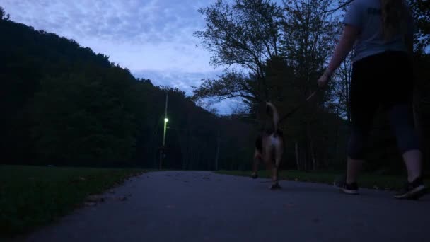 Νεαρή Γυναίκα Περπατά Σκύλο Ένα Πάρκο Μόνος Νύχτα — Αρχείο Βίντεο