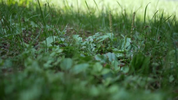 Kolonie Mieren Buurt Van Residentieel Onroerend Goed Alt Vliegen — Stockvideo