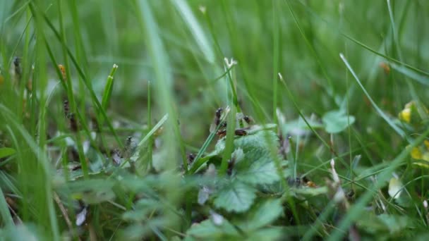 Mrówki Wilgoci Wspinaczka Trawy Pobliżu Podmiejskiego Domu — Wideo stockowe