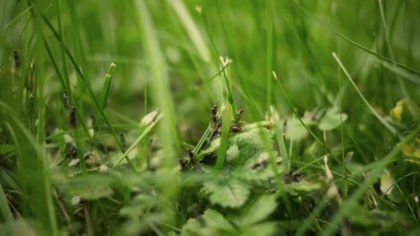 Timelapse Van Kleur Ingedeeld Versie Van Vocht Mieren Klimmen Gras — Stockvideo