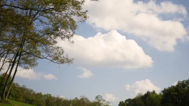 Fall Forest Series Time Lapse Clouds Passing Grassland — Stock Video