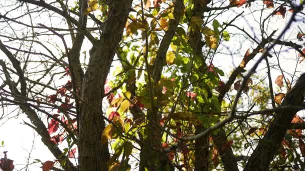 Herbst Wald Serie Ein Baum Der Sich Frühherbst Teilweise Orange — Stockvideo