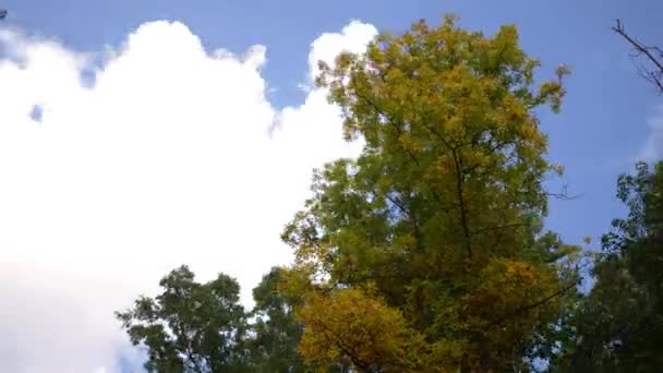 Серия Осенних Лесов Осенью Облака Проносятся Мимо Дерева Пожелтевшего — стоковое видео