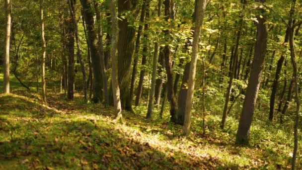 Sonbahar Orman Serisi Yaprakları Bir Tepenin Yamacında Erken Sonbaharda Döşeme — Stok video