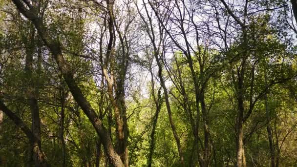 Série Floresta Queda Vento Sopra Folhas Das Árvores — Vídeo de Stock