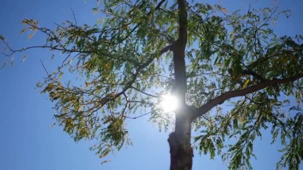 Sol Brilla Través Las Hojas Árbol Verde Vibrante — Vídeos de Stock