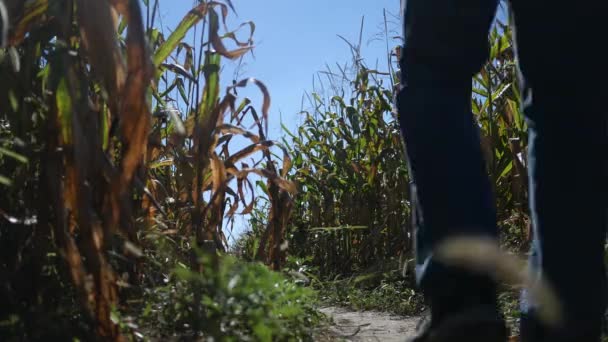 Homem Caminha Pelo Labirinto Milho Durante Meio Dia — Vídeo de Stock