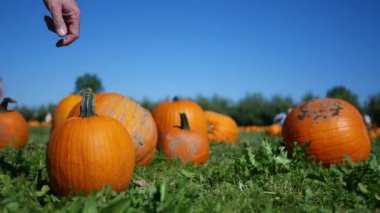 Esmer kadın bir alanda bir kabak kabak patchoctober 15 2018 sonbahar sırasında alır