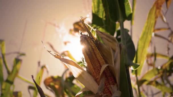 玉米在田野上的茎上与阳光明媚的背景 电影黄昏版本 — 图库视频影像