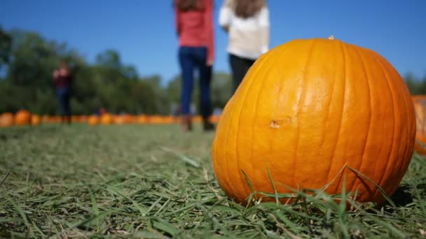 Personas Caminando Por Colorido Parche Calabaza Naranja Timelapse — Vídeos de Stock