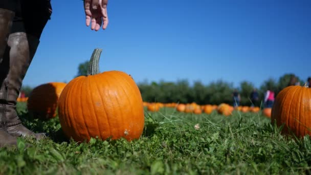 Mujer Morena Recoge Una Calabaza Campo Durante Otoño Parche Calabaza — Vídeo de stock