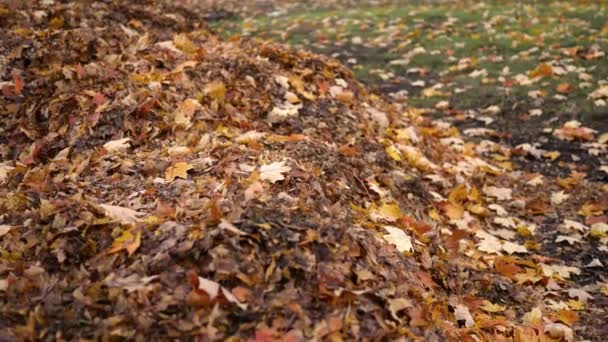 Camera Pans Pile Leaves November Autumn — Stock Video