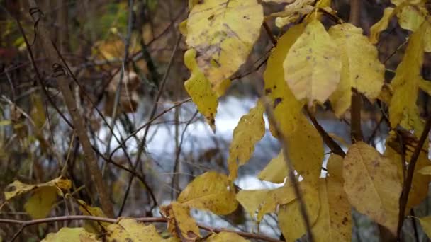 ストリーム付近の秋の間に黄色の植物のクローズ アップ — ストック動画