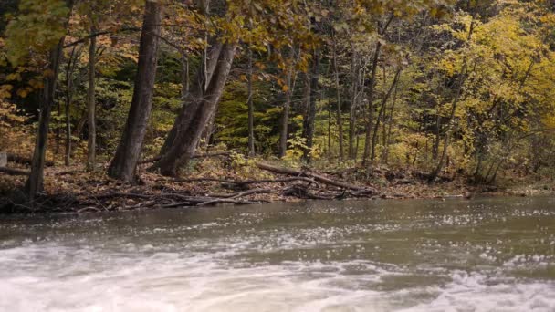 Fale Wody Strumieniu Zmywania Blisko Las Jesienią Listopadzie — Wideo stockowe