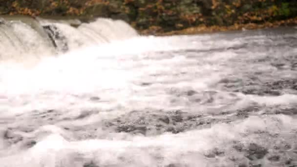Вода Катится Искусственной Плотины Около Леса Осенью — стоковое видео