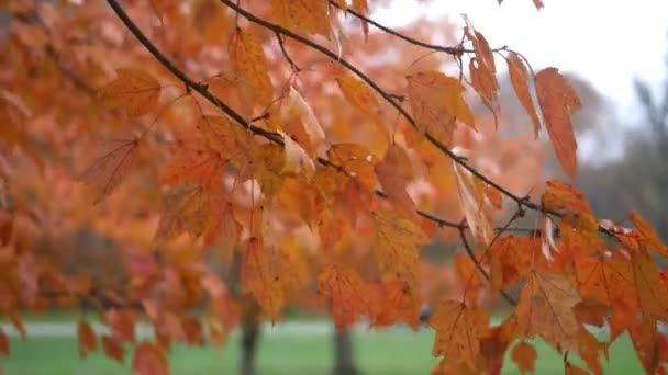 Orange Herbst Vordergrund Blätter Der Nähe Von Straße Der Nähe — Stockvideo