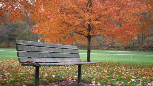Запертый Снимок Скамейки Парке Осенью — стоковое видео