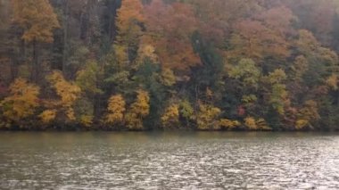 Lake yakınındaki Pennsylvania orman genelinde yağmur fırtına sırasında kaydırma