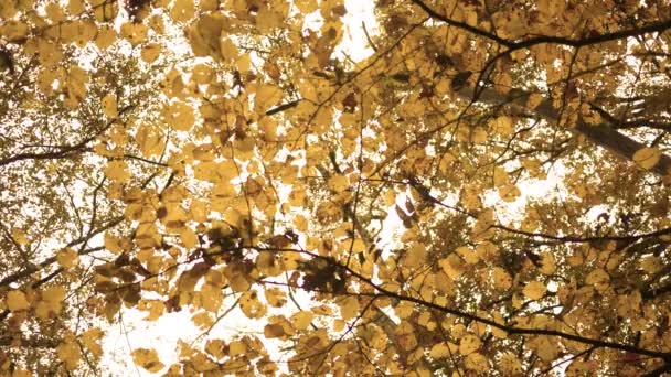 Looking Golden Cinematic Canopy Autumn Leaves — Stock Video