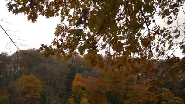 Ein Orangefarbener Knackiger Zweig Zittert November Der Nähe Des Herbstberges — Stockvideo