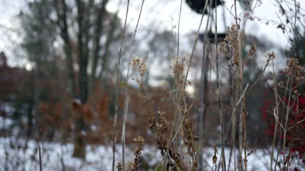 Kall Äng Vintern Med Ruttnande Reed Förgrunden — Stockvideo