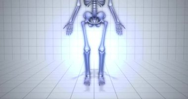 İskelet - insan anatomisi kavramı - parmak kemikleri animasyon yakınlaştırma