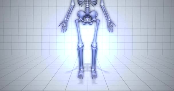 Zoomen Naar Concept Van Menselijke Anatomie Skelet Fibula Animatie — Stockvideo