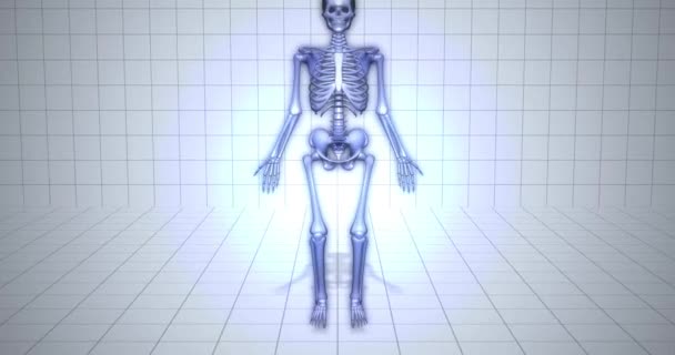 Megjelenítés Csontváz Orvosi Animáció Lábközép Csont — Stock videók